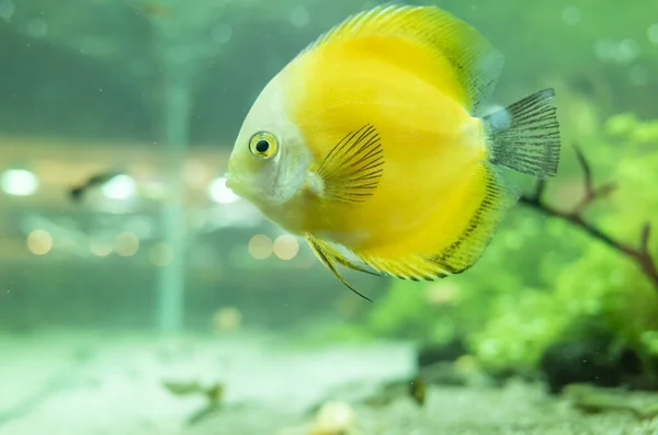 Beautiful Yellow Discus Fish Swimming Aquarium — Stock Photo, Image