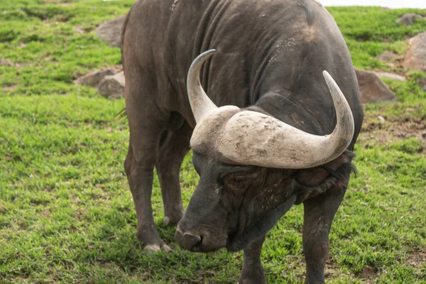 Primo Piano Bufalo Africano — Foto Stock