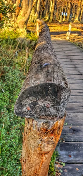 Ένα Κάθετο Πλάνο Ενός Διαδρόμου Ξύλινο Κιγκλίδωμα Στο Δάσος — Φωτογραφία Αρχείου