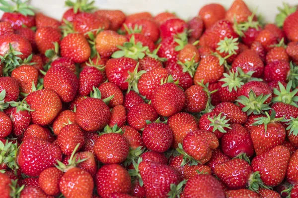 Primer Plano Fresas Frescas Maduras — Foto de Stock