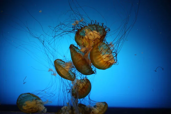 水母在水族馆灯光下的特写 — 图库照片