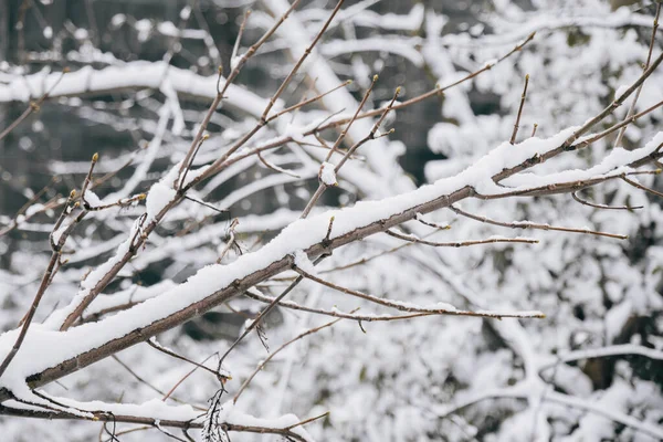 Ένα Κοντινό Πλάνο Των Κλαδιών Των Δέντρων Καλυμμένο Χιόνι Οριζόντια — Φωτογραφία Αρχείου