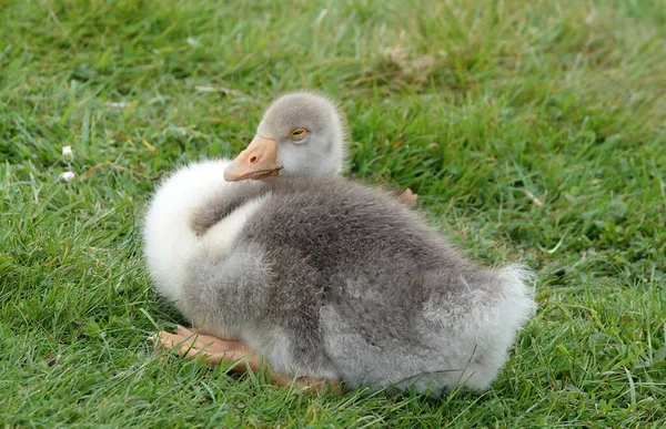 Een Mooie Grijze Huisgans Het Gazon — Stockfoto