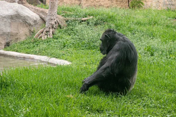 Primer Plano Gorila Fuerte Zoológico — Foto de Stock