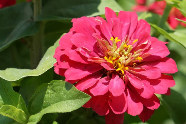 Närbild Levande Rosa Zinnia Blomma Suddig Trädgård Bakgrund — Stockfoto