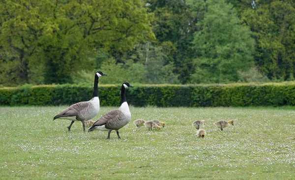 Graceful Canda Geese Goslings Park — Stock Photo, Image