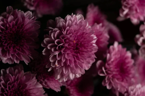 Крупним Планом Зображення Квітів Бузкових Хризантем — стокове фото