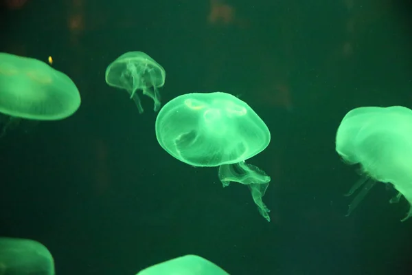 Primer Plano Medusas Acuario Bajo Las Luces Verdes — Foto de Stock