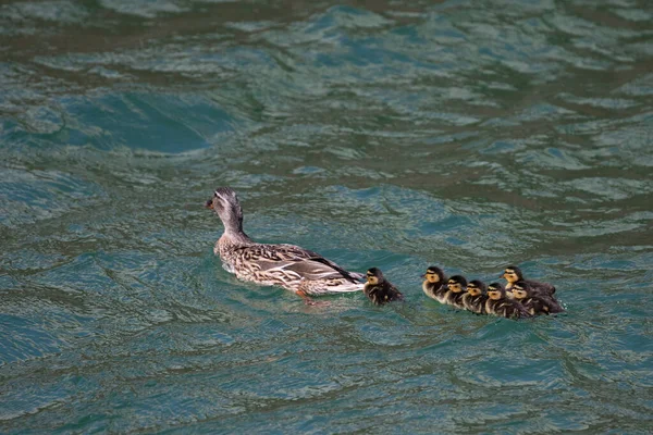 Eine Ente Schwimmt Mit Ihren Sieben Küken Der Nordsee Vor — Stockfoto