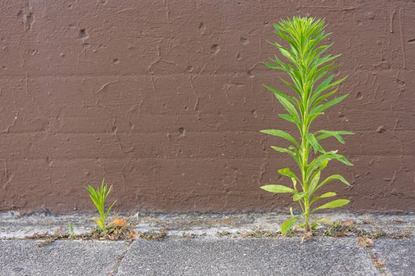 Las Dos Plantas Diferentes Tamaños Con Una Pared Marrón Fondo — Foto de Stock