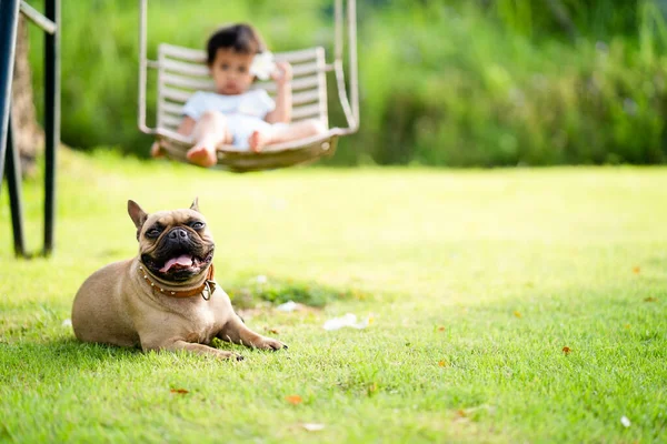 Een Crème Franse Bulldog Liggen Buurt Van Een Schattig Aziatisch — Stockfoto