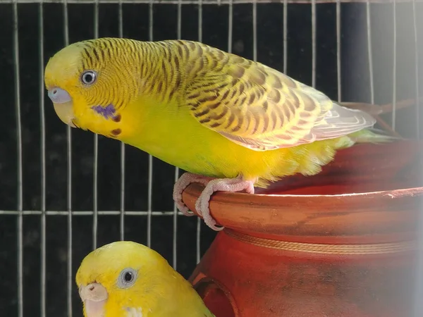 Вибірковий Фокус Пари Птахів Папуг Всередині Клітки — стокове фото