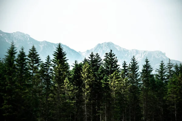 Paesaggio Verde Circondato Montagne Sotto Luce Del Sole — Foto Stock