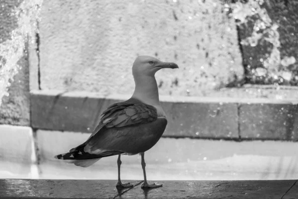 噴水の背景がぼやけている黒い背景をした 灰色の鱗状のカモメララス ラルス マリヌス — ストック写真