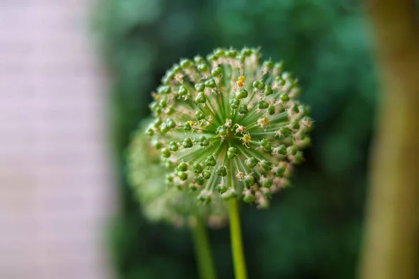 Primer Plano Una Planta Allium Hollandicum —  Fotos de Stock