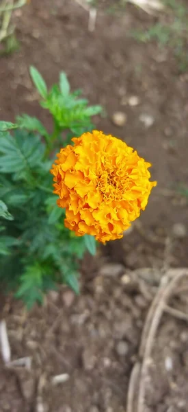 Ένα Κάθετο Πλάνο Του Πορτοκαλιού Λουλούδι Marigold Στον Κήπο Μεγάλη — Φωτογραφία Αρχείου