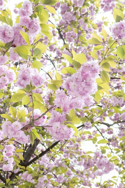 Las Flores Hermosas Del Cerezo Sobre Las Ramas Del Árbol — Foto de Stock