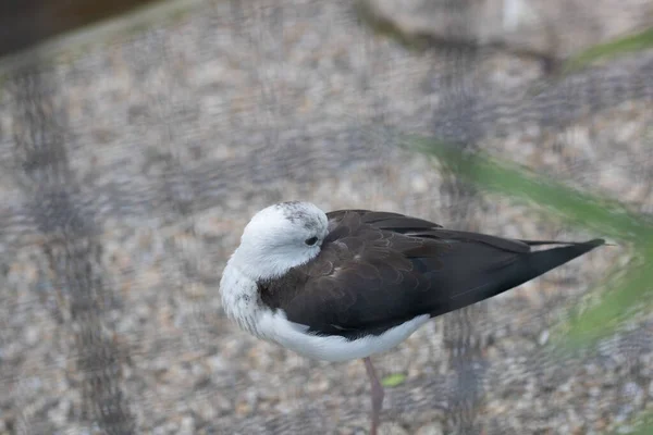 Small Black Winged Stilt Its Natural Habitat — Stock Photo, Image