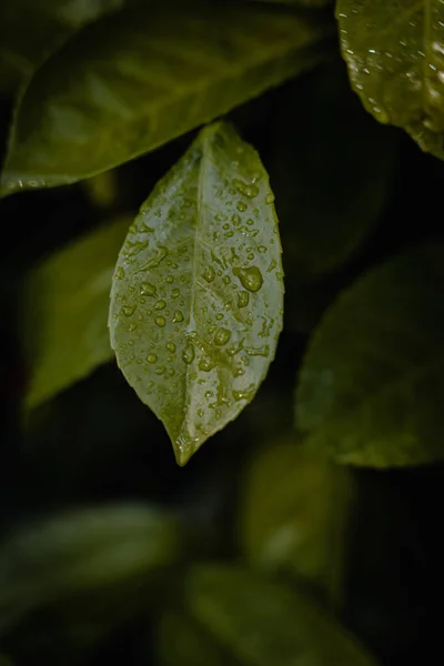 Vertical Macro Shot Green Leaves Teardrops Garden Night — Stock Photo, Image