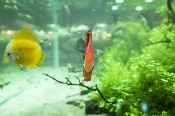 Prachtige Gele Rode Discus Vissen Zwemmen Een Aquarium — Stockfoto