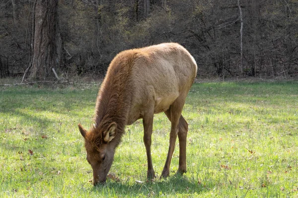 Closeup Cow Elk Grazing Field Sunlight Countryside — Stock Photo, Image