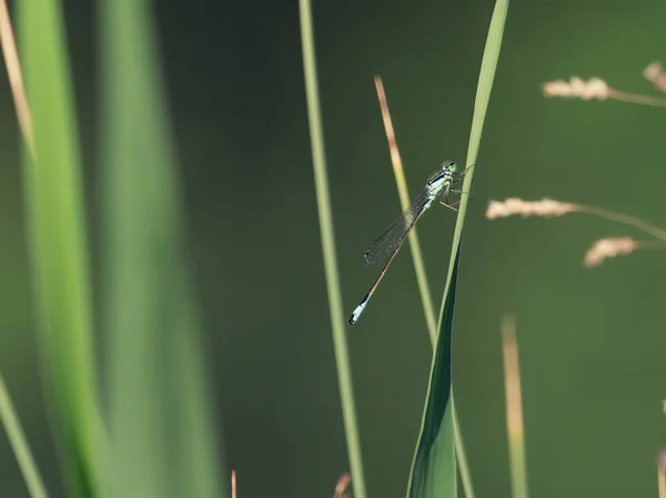 Enfoque Selectivo Una Libélula Una Hoja Hierba Bajo Luz Del — Foto de Stock