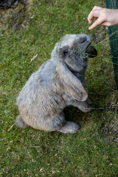 Köln Deutschland Juni 2021 Ein Kind Versucht Ein Kaninchen Zoo — Stockfoto