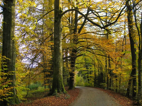 Sentiero Curvo Nella Foresta Autunnale Con Alberi Gialli — Foto Stock