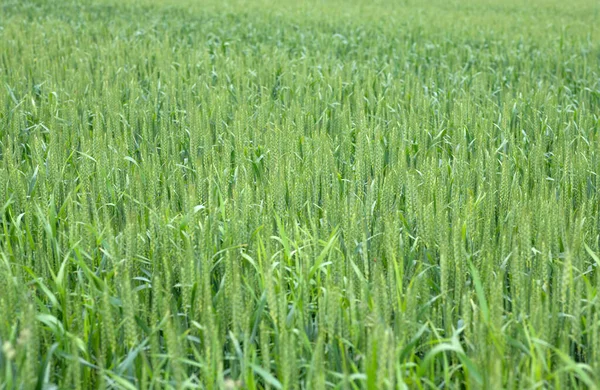 Närbild Bild Ett Platt Fält Täckt Grön Gröda Perfekt För — Stockfoto