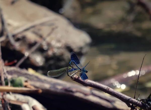 Mise Point Sélective Une Libellule Bleue Sur Une Branche Exposée — Photo