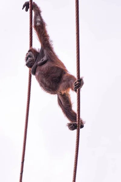 動物園でロープを振っているオランウータンの低角度ショット — ストック写真