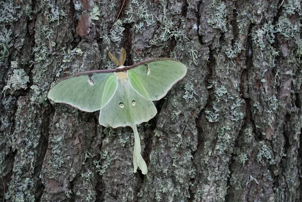 Nahaufnahme Eines Schmetterlings Auf Der Baumrinde — Stockfoto