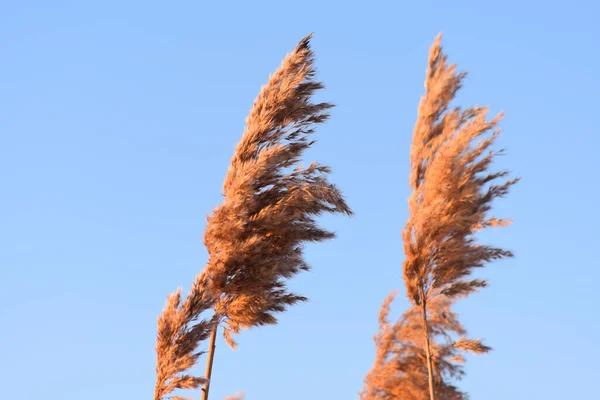 Colpo Basso Angolo Canna Erba Svolazzante Vento — Foto Stock