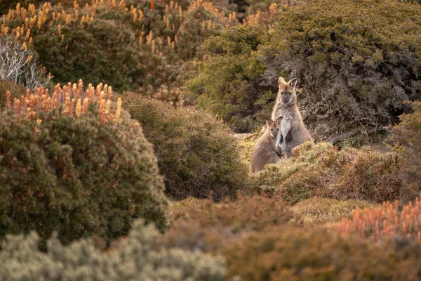Wallaby Joey Nin Ben Lomond Ulusal Parkı Tazmanya Avustralya Güzel — Stok fotoğraf