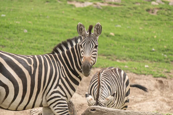 Zebras在Z中的特写镜头 — 图库照片