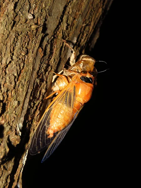 Detailní Záběr Hmyzu Cicada Plazícího Půdy Molů — Stock fotografie