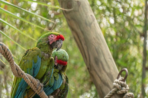 动物园里一小群可爱的金刚鹦鹉 — 图库照片