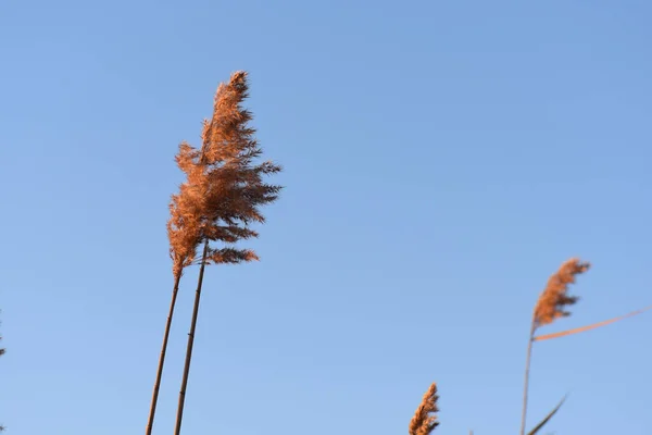 Низкоугольный Выстрел Тростниковой Травы Развевающейся Ветру — стоковое фото