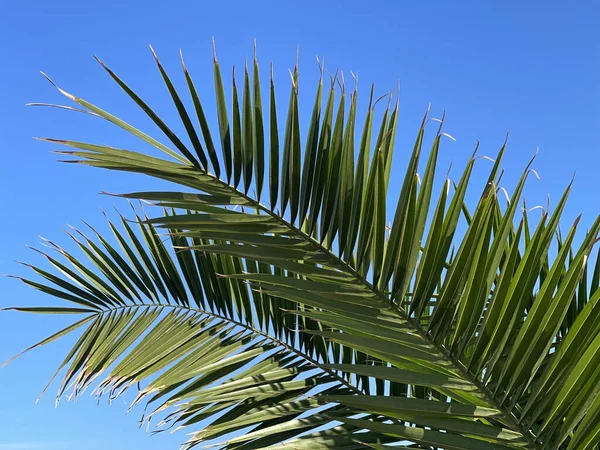 青い空の背景に緑の美しいヤシの葉のクローズアップショット — ストック写真