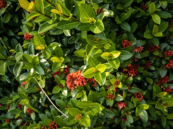 Gros Plan Plantes Skimmia Japonica Floraison — Photo