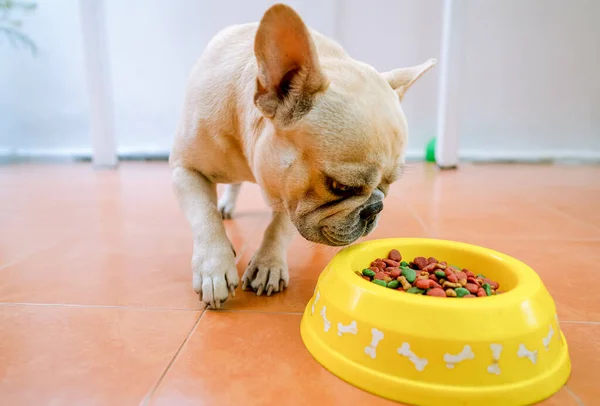 Una Crema Bulldog Francés Comiendo Tazón — Foto de Stock