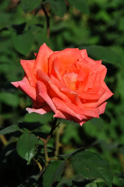 Вертикальний Знімок Красивої Троянди Саду — стокове фото