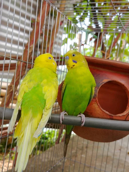 Een Selectieve Focus Van Een Paar Parkvogels Een Kooi — Stockfoto