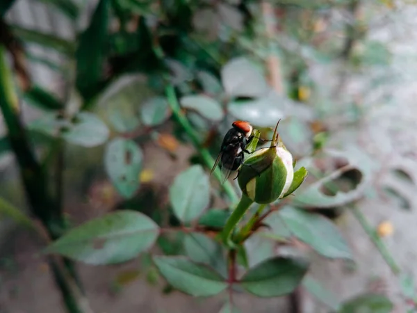 Een Macro Shot Van Een Insect Een Bloem Knop — Stockfoto