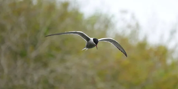 Een Prachtige Grote Stern Die Hoog Boven Bomen Het Park — Stockfoto