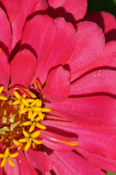 Primo Piano Vibrante Fiore Rosa Zinnia Una Giornata Sole — Foto Stock