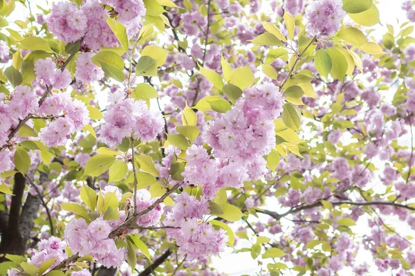 Belas Flores Cereja Ramos Uma Árvore — Fotografia de Stock