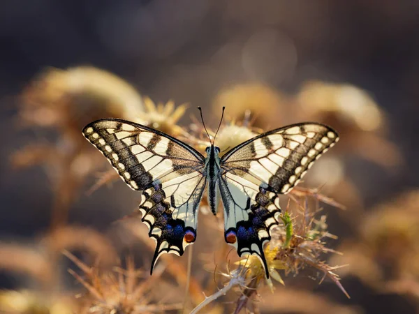 Крупный План Papilio Machaon Butterfly Сидящего Растении — стоковое фото