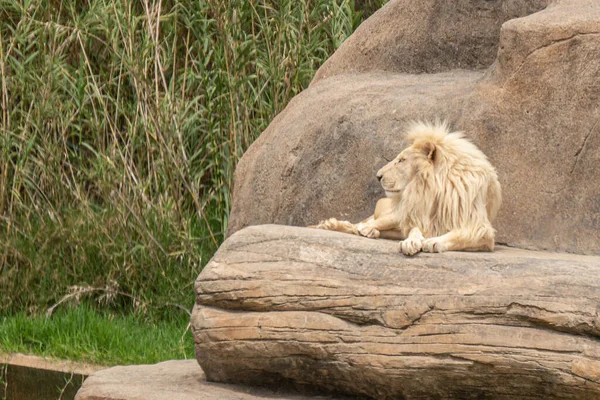 Nahaufnahme Eines Löwen Der Einem Zoo Auf Einem Felsen Liegt — Stockfoto