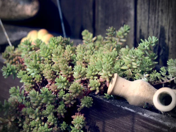 Een Close Shot Van Een Pigmyweed Plant Met Kleine Groene — Stockfoto